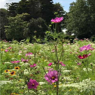 Buy Skyscraper Colour Boost