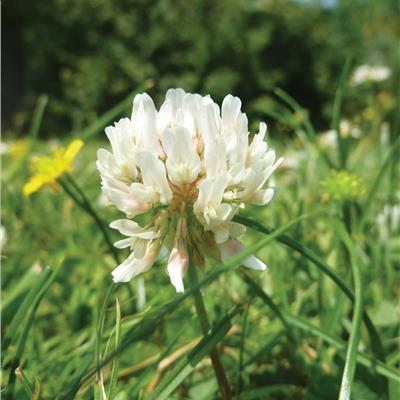 Buy Pro Flora 13 - Species Rich Lawn & Landscape