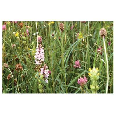 Buy Pro Flora 3 - Damp Soils