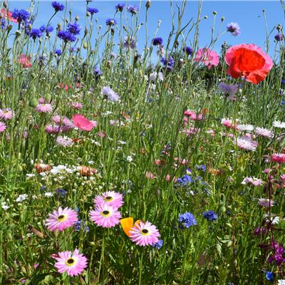 Buy Carnival Colour Boost