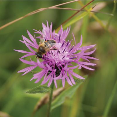 Buy Pro Flora 4 - Lime Calcareous Chalk Soils