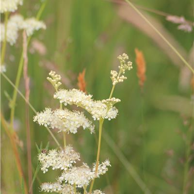 Buy Pro Flora 12 - Mix for water margin and pond edges