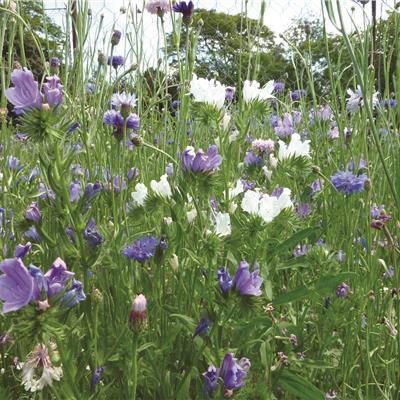 Buy Classical Colour Boost