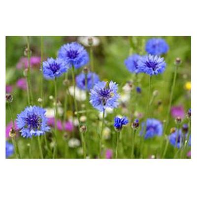 Buy Pro Flora 1 - Mix of cornfield annuals