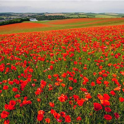 Buy Poppy Colour Boost